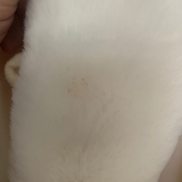 Bundle up with this lovely coat. 🧥 - Picture 5 of 8